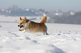 CORGI PEMBROKE 956